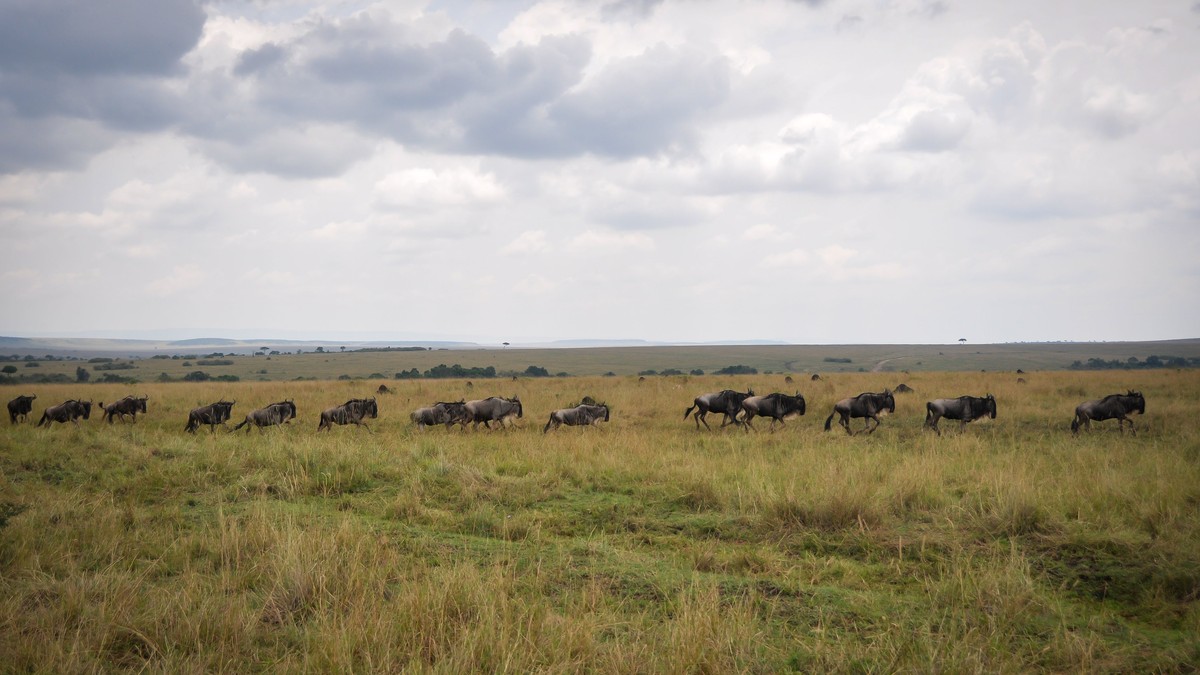 Boda Bodas in Kenya: A Budget Traveler's Guide - photo 2
