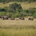 Book Safari Direct vs Marketplace: Is It Safer?