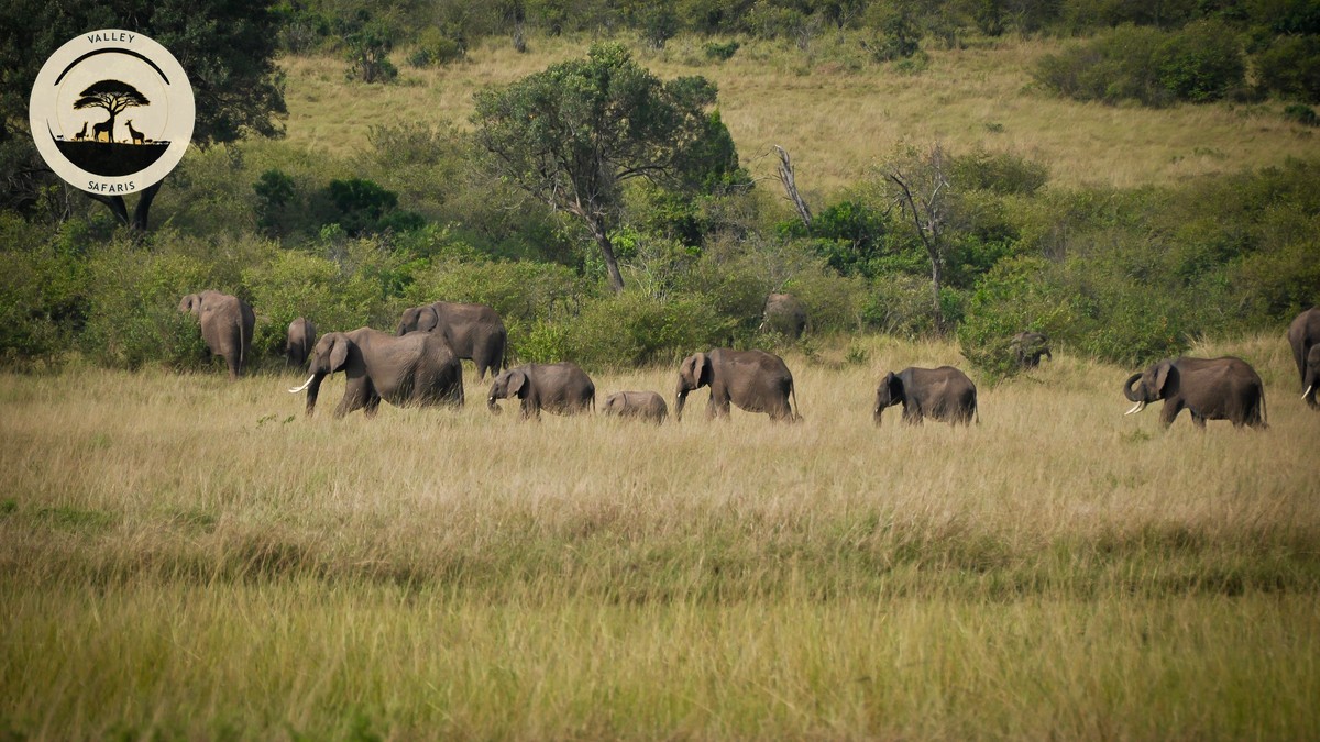 Book Safari Direct vs Marketplace: Is It Safer?