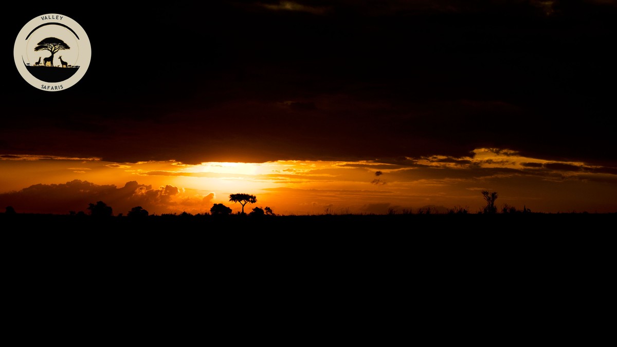 Book Safari Direct vs Marketplace: Is It Safer? - photo 1