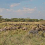 Breastfeeding Baby on a Kenya Safari Trip: Mom's Guide