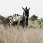 Budget Group-Joining Safaris in Kenya: Cost Guide