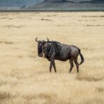 Budget Safari Meals in Kenya: What's Actually Included?