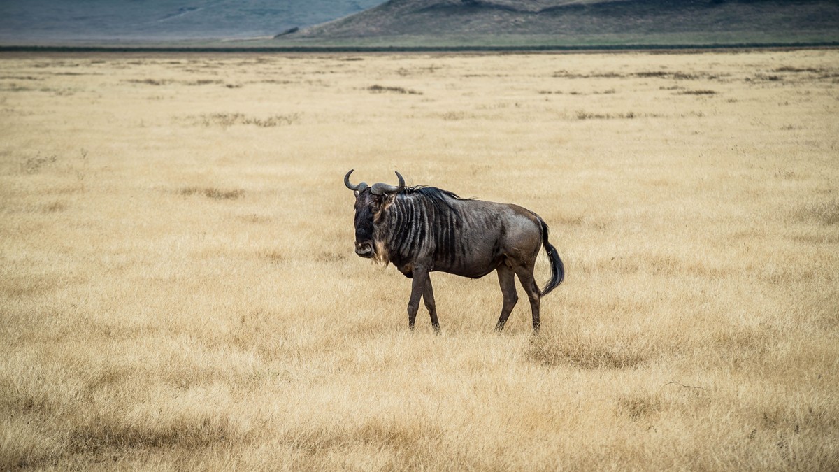 Budget Safari Meals in Kenya: What's Actually Included?