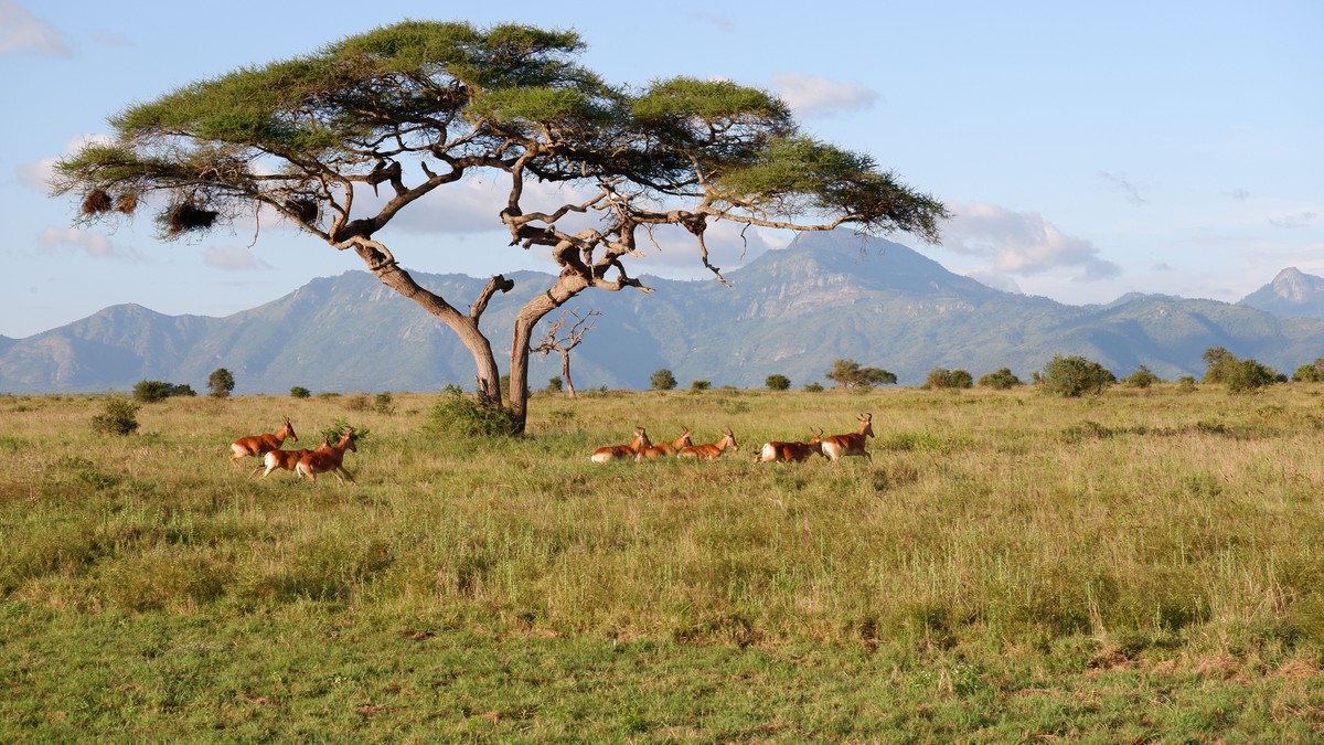 Budget Safari Meals in Kenya: What's Actually Included? - photo 1