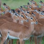 Camera Gear Rental Safari Kenya: Rent or Bring Your Own?