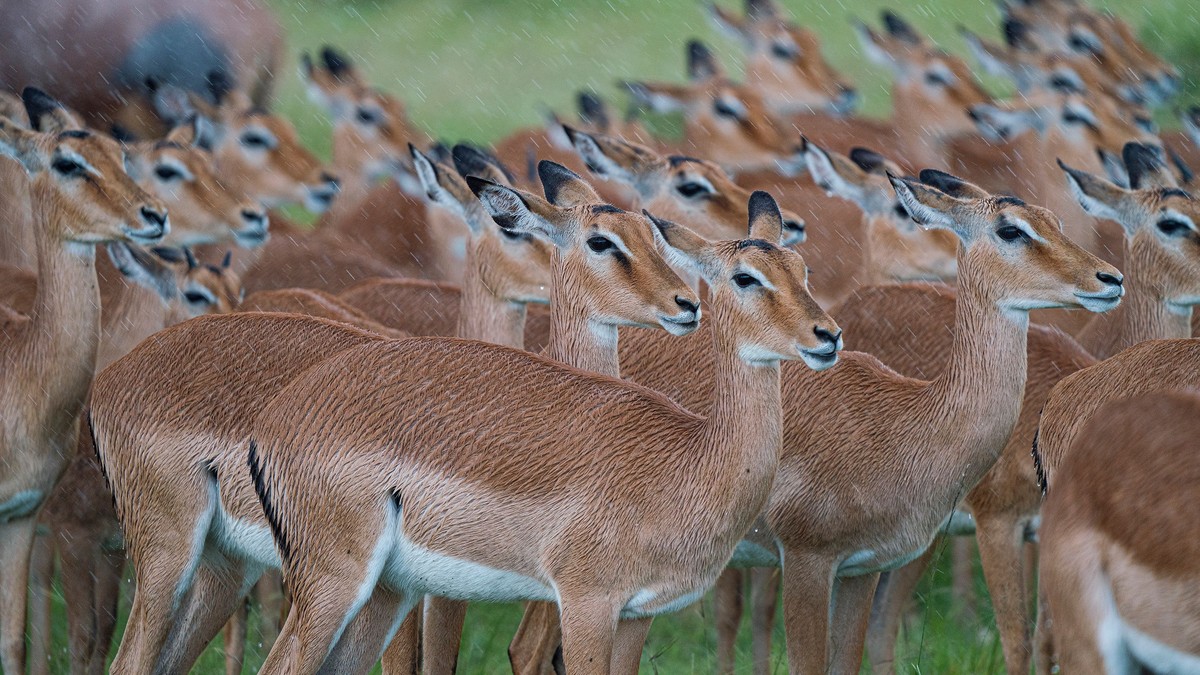 Camera Gear Rental Safari Kenya: Rent or Bring Your Own?