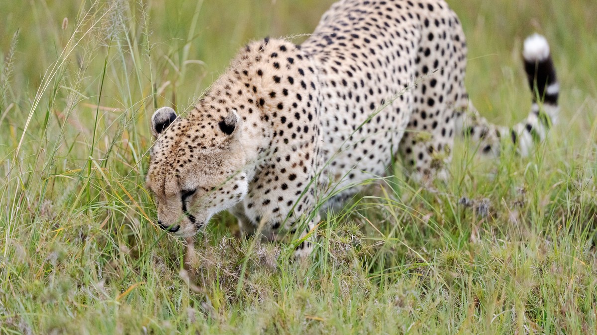 Camera Gear Rental Safari Kenya: Rent or Bring Your Own? - photo 2