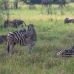 Camouflage Clothing Banned on Kenya Safari: The Rules