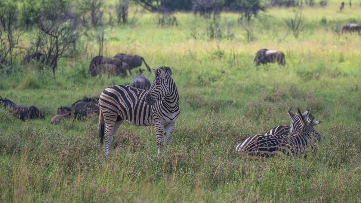 Camouflage Clothing Banned on Kenya Safari: The Rules