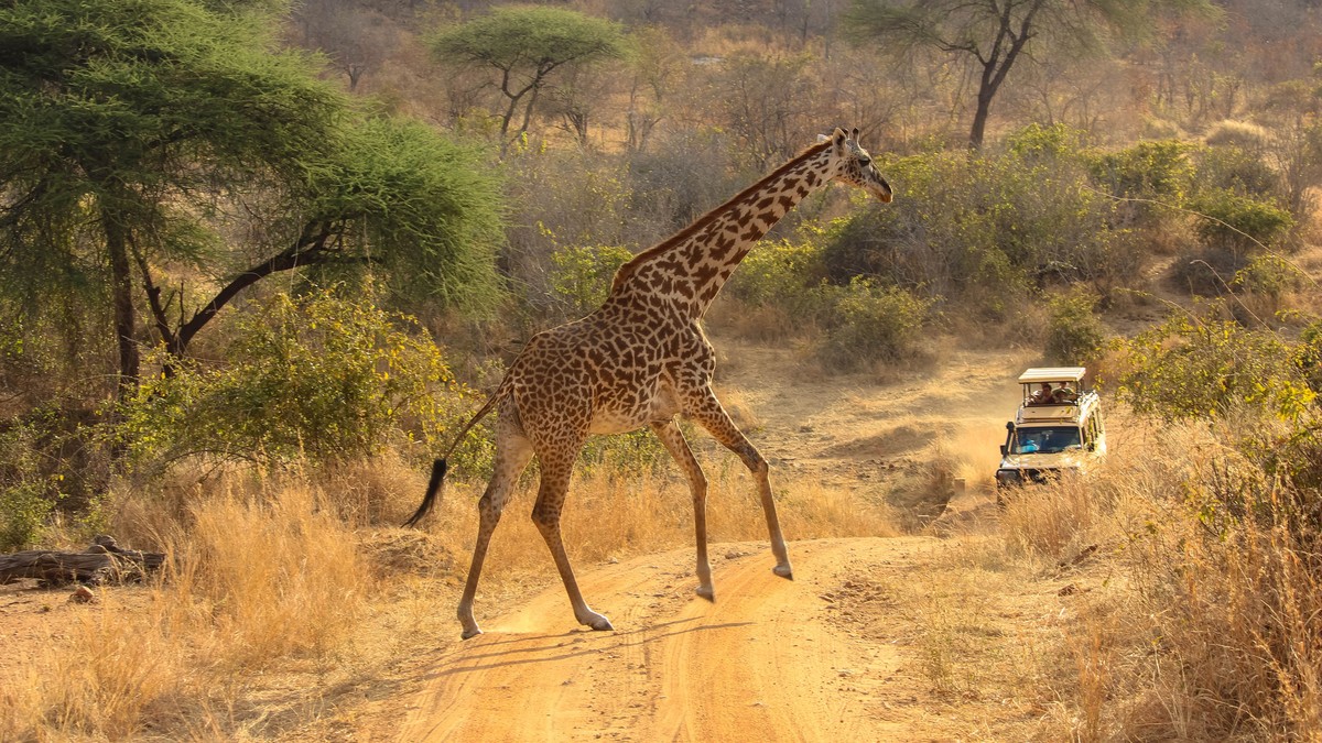 Camouflage Clothing Banned on Kenya Safari: The Rules - photo 2