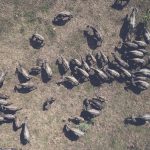 Cape Buffalo Attacks and Safari Safety in Kenya