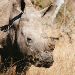 Carbon Offset Flights to Your Kenya Safari: Worth It?