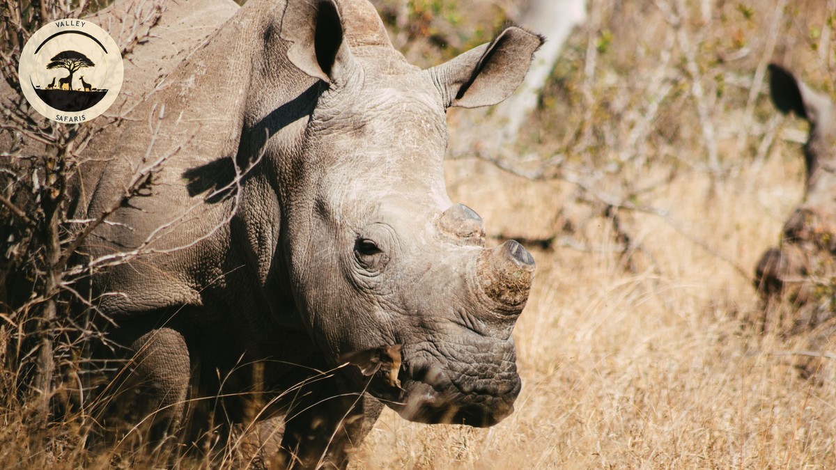 Carbon Offset Flights to Your Kenya Safari: Worth It?