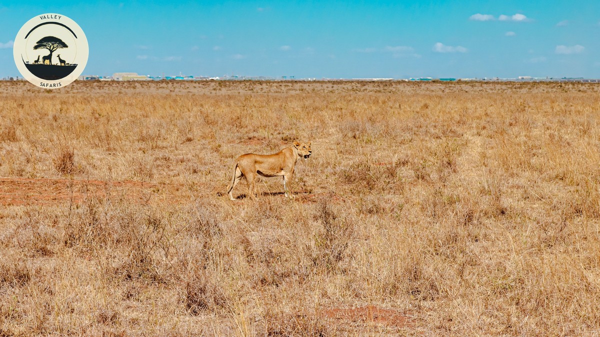 Carbon Offset Flights to Your Kenya Safari: Worth It? - photo 2