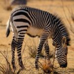 Cheapest Kenya Safari Operators Comparison Guide
