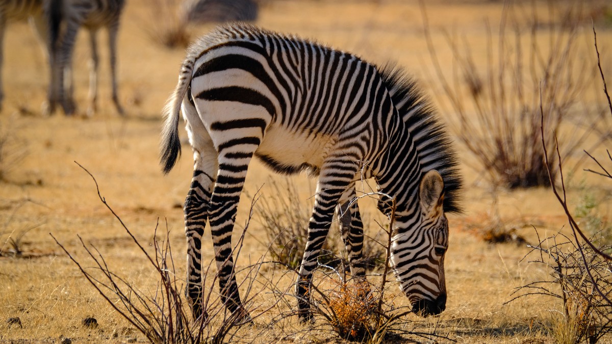 Cheapest Kenya Safari Operators Comparison Guide