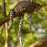 Cheetah vs Leopard Spot Differences: A Field Guide