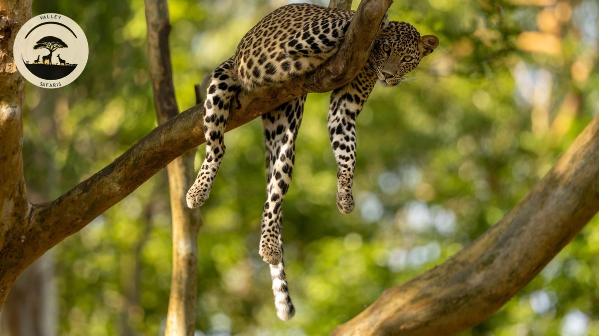 Cheetah vs Leopard Spot Differences: A Field Guide