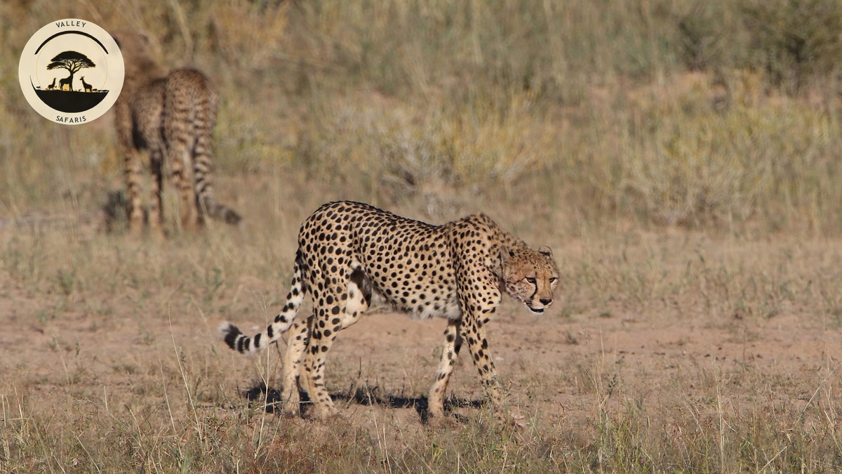 Cheetah vs Leopard Spot Differences: A Field Guide - photo 1
