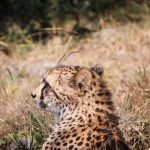 Christmas New Year Peak Season Safari in Kenya: Guide