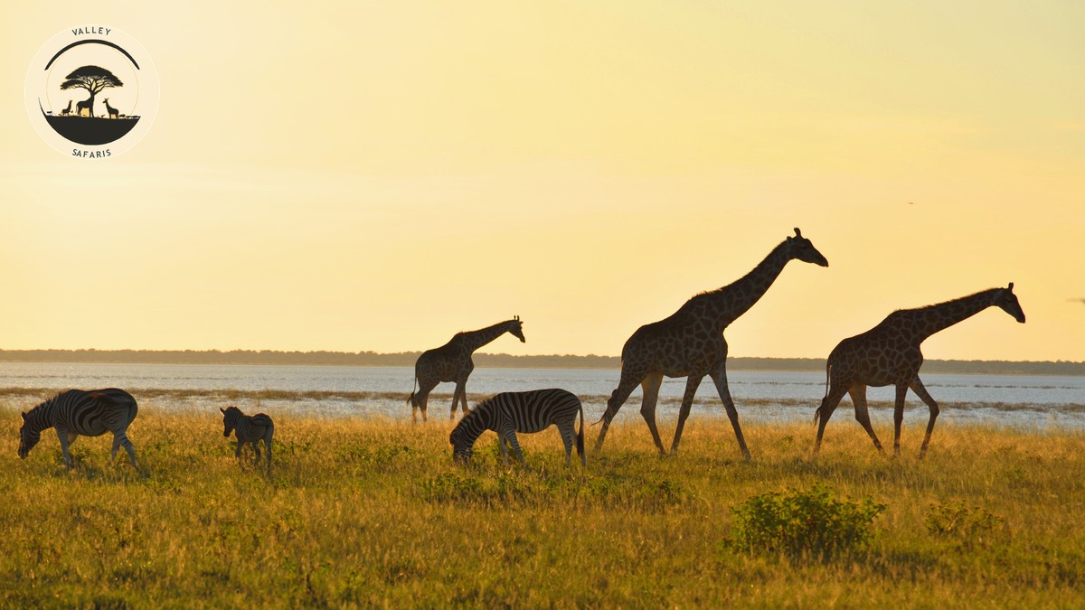 Christmas New Year Peak Season Safari in Kenya: Guide - photo 1