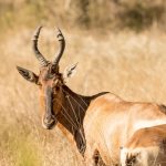 Christmas New Year Safari Pricing in Kenya: Real Costs