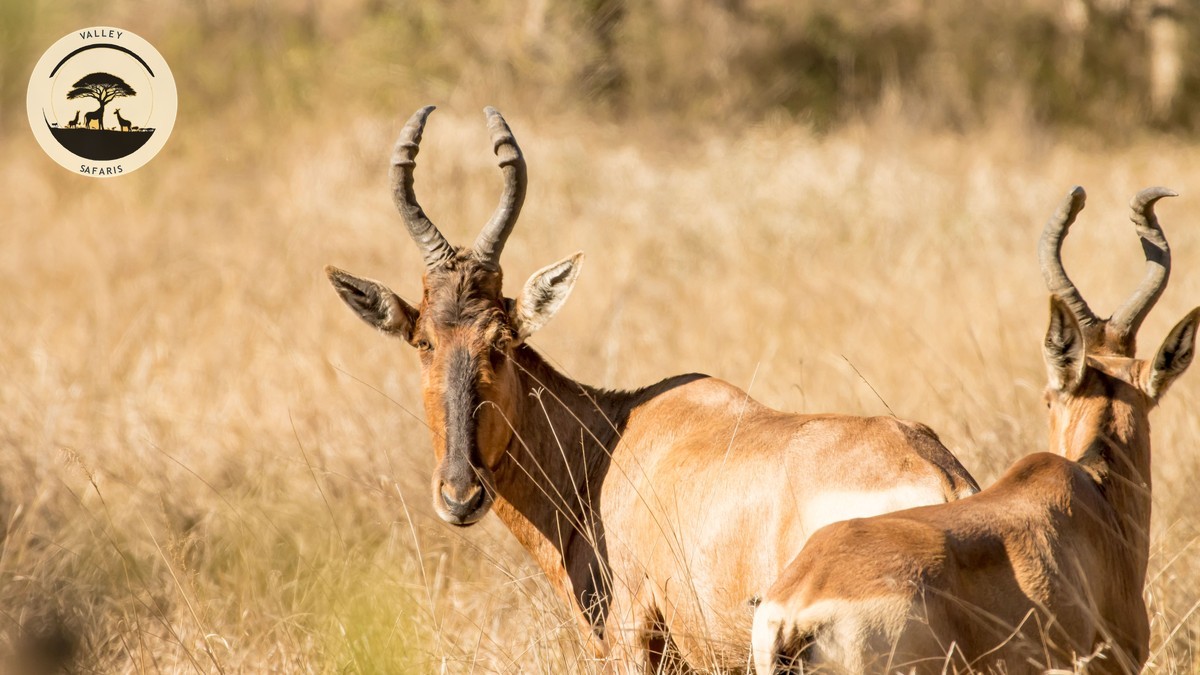 Christmas New Year Safari Pricing in Kenya: Real Costs