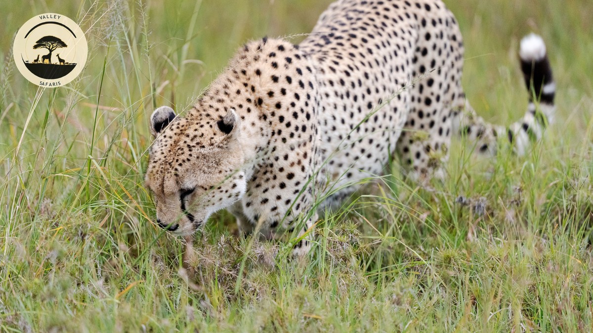 Christmas New Year Safari Pricing in Kenya: Real Costs - photo 2