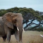 Chyulu Hills National Park Safari Guide 2026