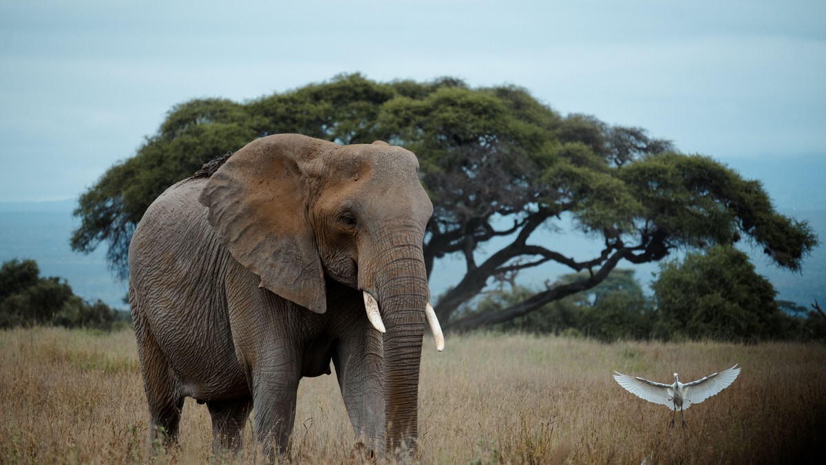 Chyulu Hills Safari: Kilimanjaro Views Without Crowds - photo 1