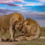 Combining Masai Mara Amboseli Safari: A Full Guide