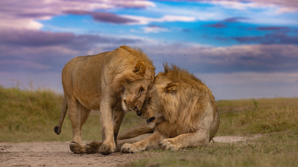 Combining Masai Mara Amboseli Safari: A Full Guide