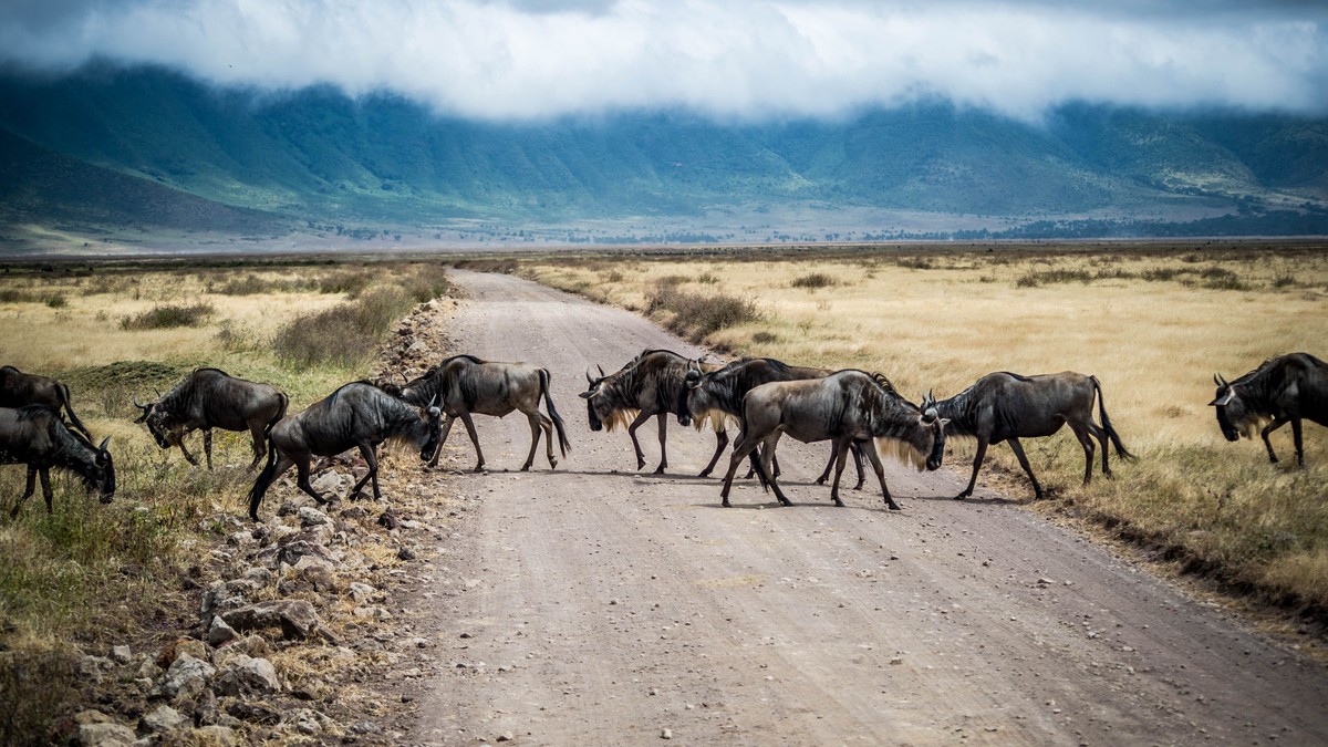 Combining Masai Mara Amboseli Safari: A Full Guide - photo 1