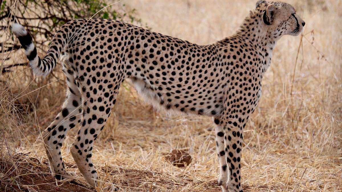 Combining Masai Mara Amboseli Safari: A Full Guide - photo 2
