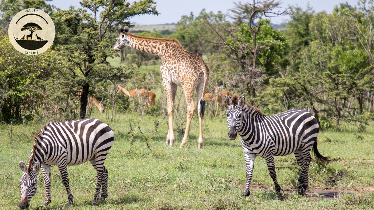 Common Tourist Scams in Kenya Safari (and How to Avoid Them) - photo 2
