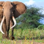 Conservancy Vehicle Limit Sighting Rules Explained