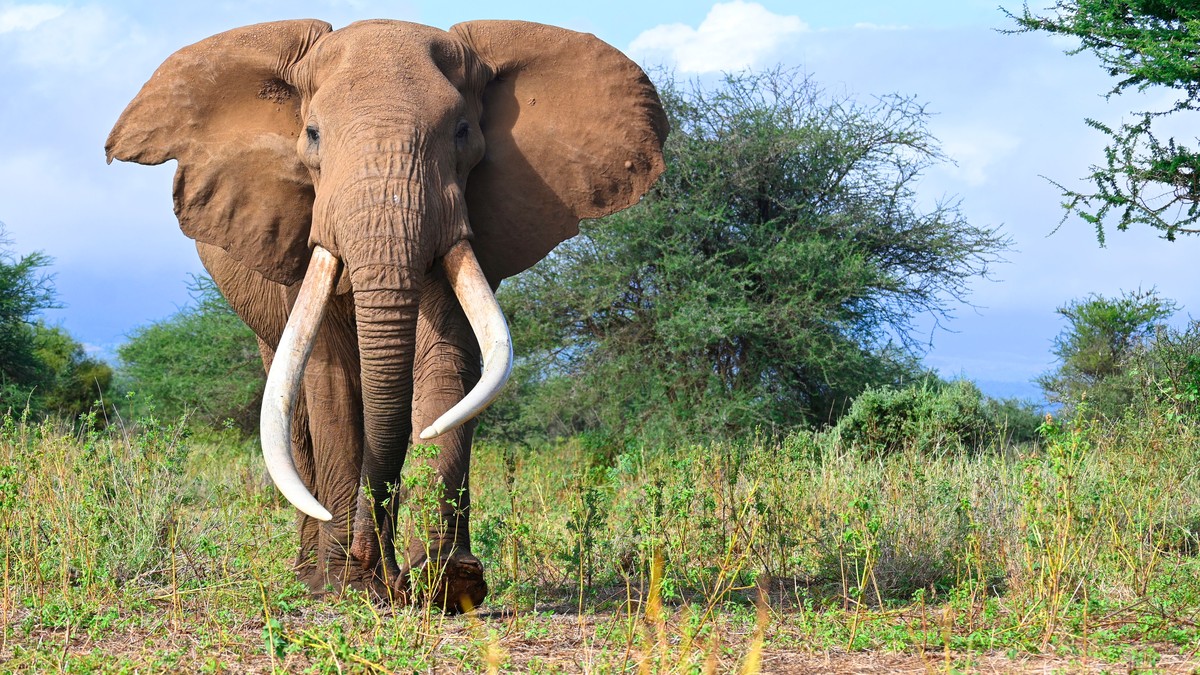 Conservancy Vehicle Limit Sighting Rules Explained