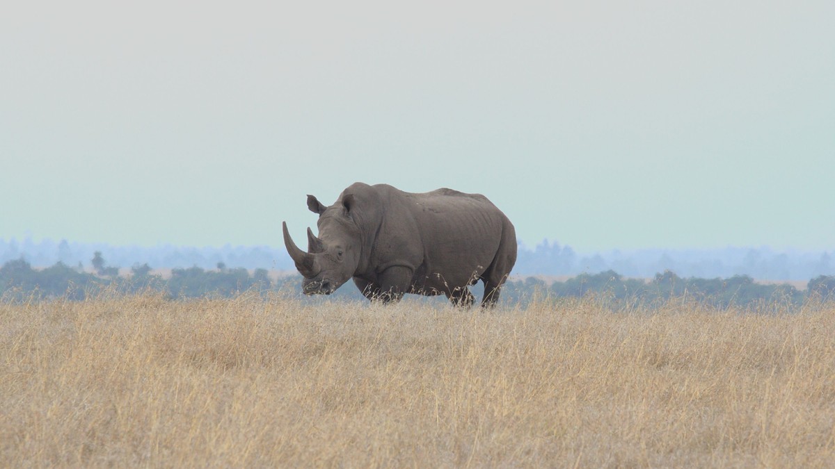 Crater Lake Naivasha Day Trip: Easy Safari Guide