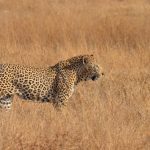 Crescent Island Naivasha Walking Safari Guide 2026