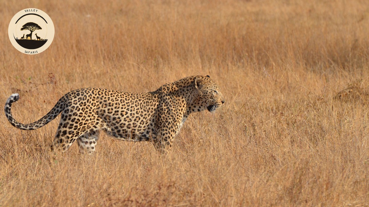 Crescent Island Naivasha Walking Safari Guide 2026