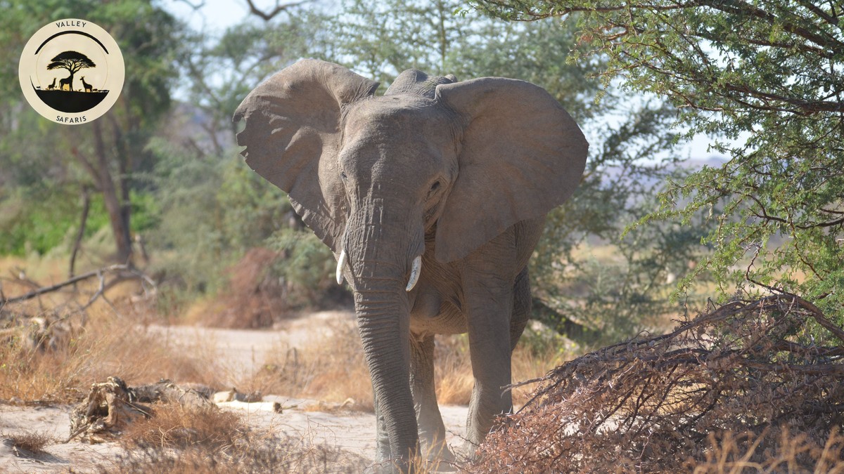 Crescent Island Naivasha Walking Safari Guide 2026 - photo 1