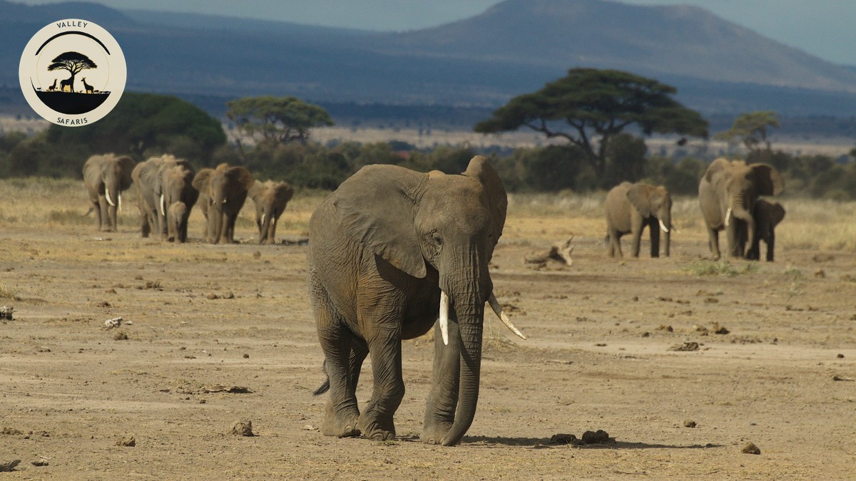 Crescent Island Naivasha Walking Safari Guide 2026 - photo 2