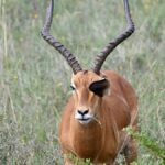 Currency Exchange for a Kenya Safari Trip: Cash, Card, USD