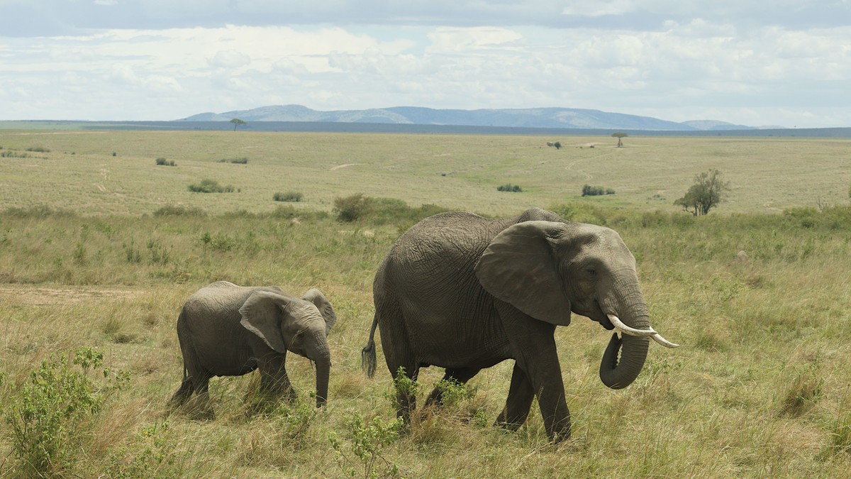 Currency Exchange for a Kenya Safari Trip: Cash, Card, USD - photo 2