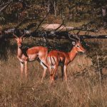 Customs Rules for Safari Souvenirs: What to Know