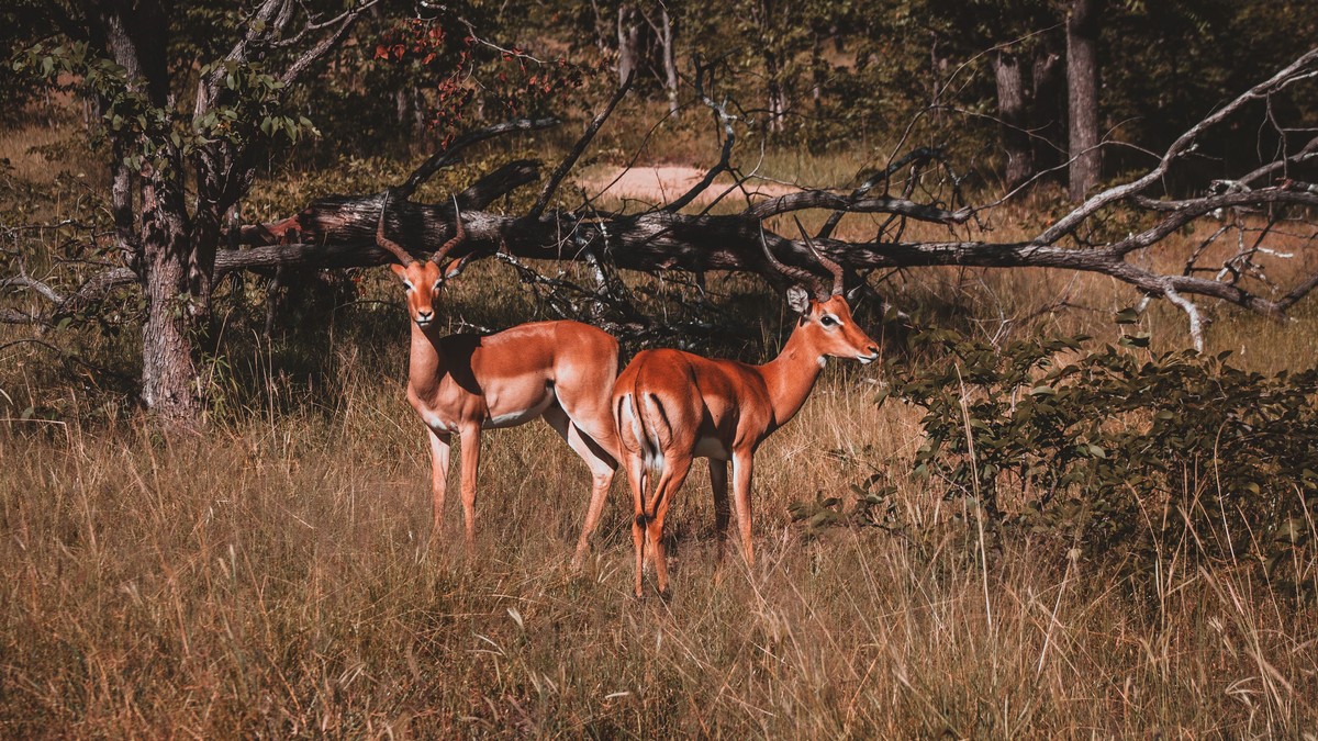 Customs Rules for Safari Souvenirs: What to Know