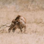 Daily Backpacking Budget Kenya Travel: Real 2026 Costs