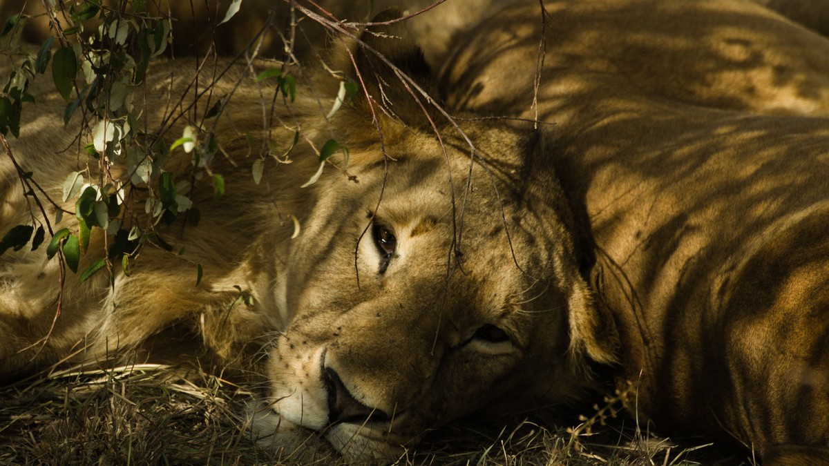 Dangerous Animals Safari Safety Rules: Vehicle Guide