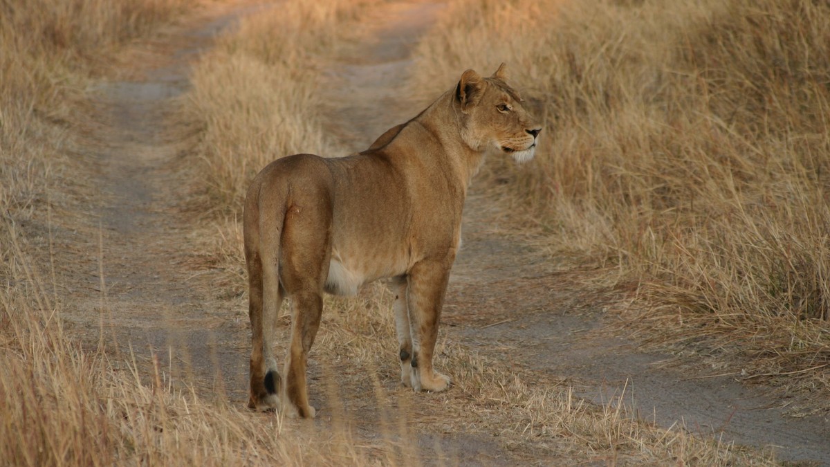 Dangerous Animals Safari Safety Rules: Vehicle Guide - photo 1